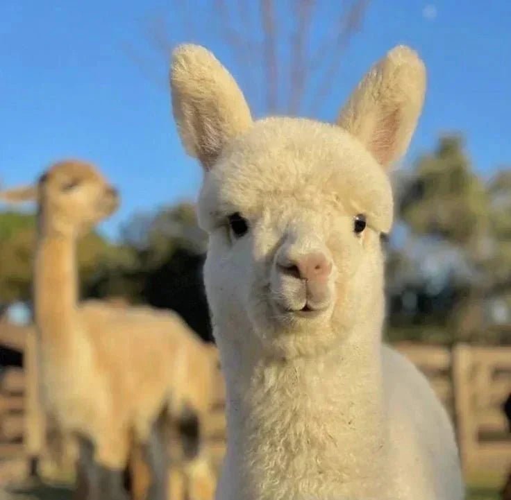 Why Alpaca Fur Is So Special - Munai